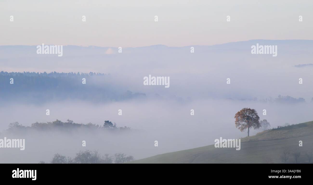 Ein Baum auf einem Hügel, umgeben von Nebel Stockfoto