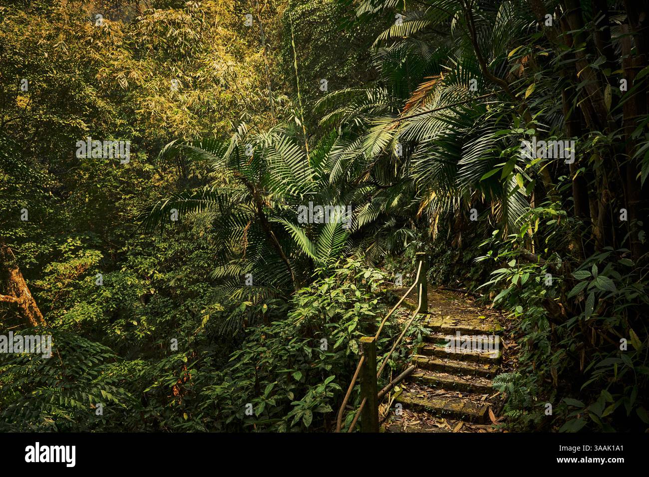 Landschaft mit schönen Wäldern in Indien Stockfoto