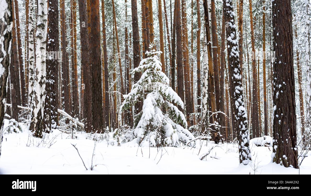 Schneebedeckter Baum im Kiefernwald vor dem Hintergrund von Kiefernstämmen am frostigen Wintertag. Neujahrsspaziergang. Stockfoto