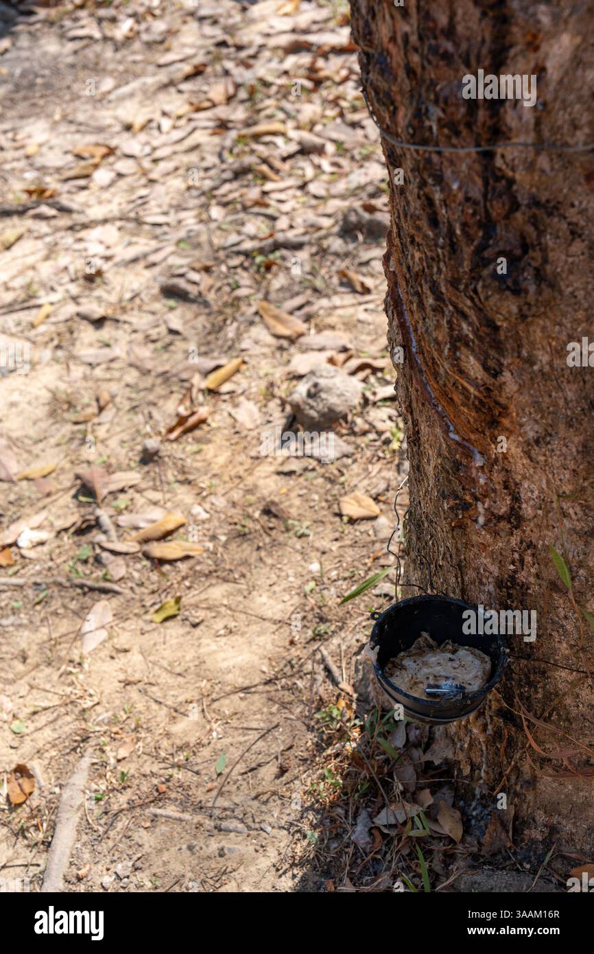 Hevea brasiliensis oder Para Gummibaum, Sharinga Baum, Seringueira ist blühende Pflanze. Milchlatex, der aus Bäumen gewonnen wird, ist die Hauptquelle für natürliches ru Stockfoto