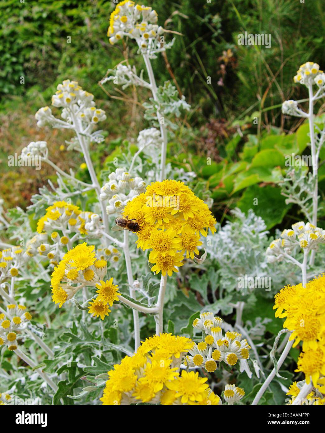 Eine Biene sitzt auf einer Sonnenblume am Meer. Stockfoto