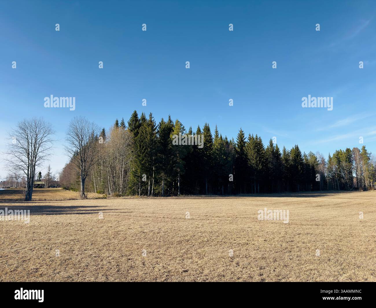Wunderschöne Landschaft mit einem grasbewachsenen Feld mit einem Waldrand unter einem klaren blauen Himmel im frühen Frühjahr in Nordschweden Stockfoto