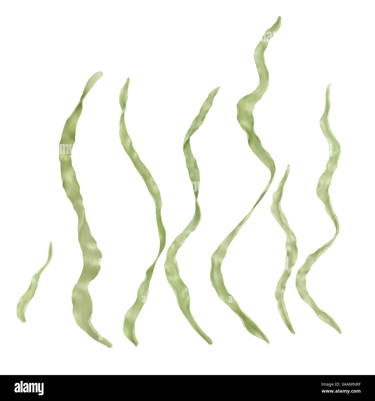 Grüne Algen. Set mit separaten Blättern und Stielen. Digitale Aquarellabbildung. Die Unterwasserwelt des Ozeans und die Blätter der Pflanzen für flo Stockfoto