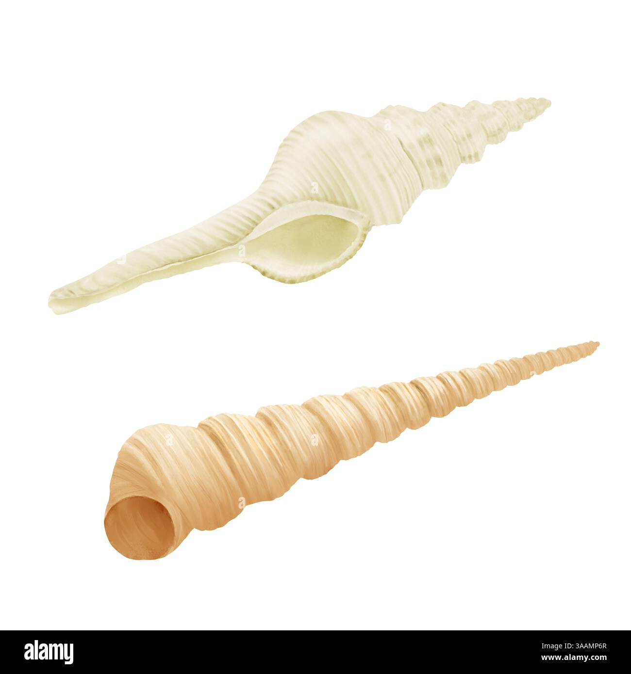 Weiße strombus Muschel und braune Turritella Terebra Aquarell Illustration. Eine Reihe von verdrehten Kegeln aus Muscheln, isoliert auf weißem Hintergrund Stockfoto