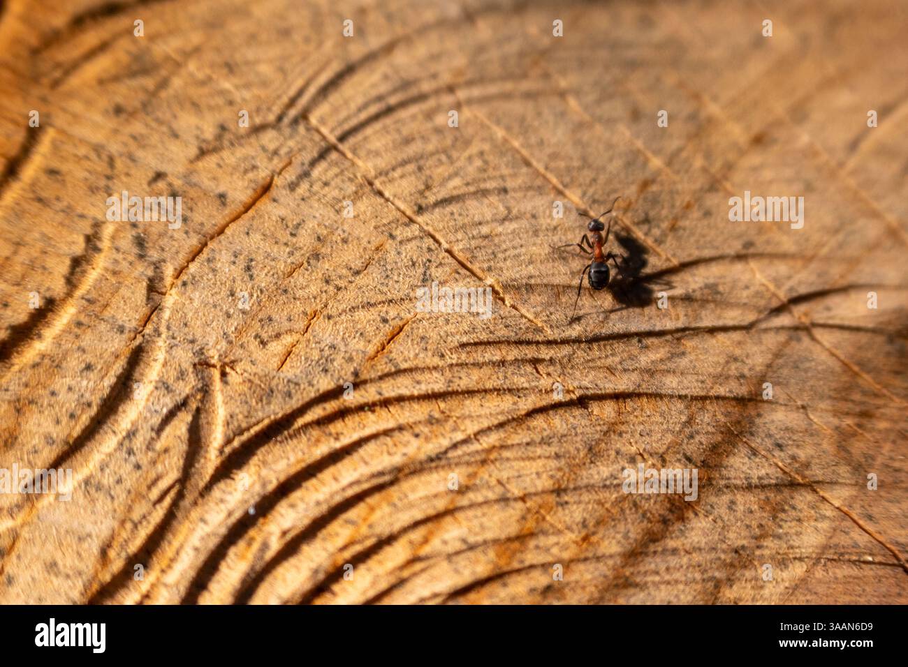 Nahaufnahme von Camponotus ligniperda, der braun-schwarzen Tischlerameise, einer gewöhnlichen Art, die auf einem Baumstumpf nistet Stockfoto