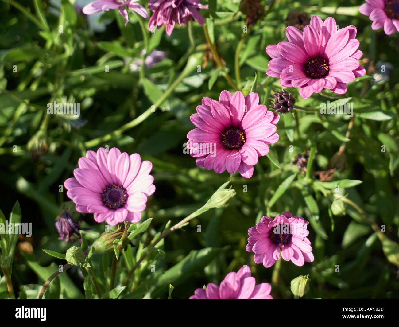 Dimorfoteca Blume, afrikanische Gänseblümchen Osteospermums. Stockfoto