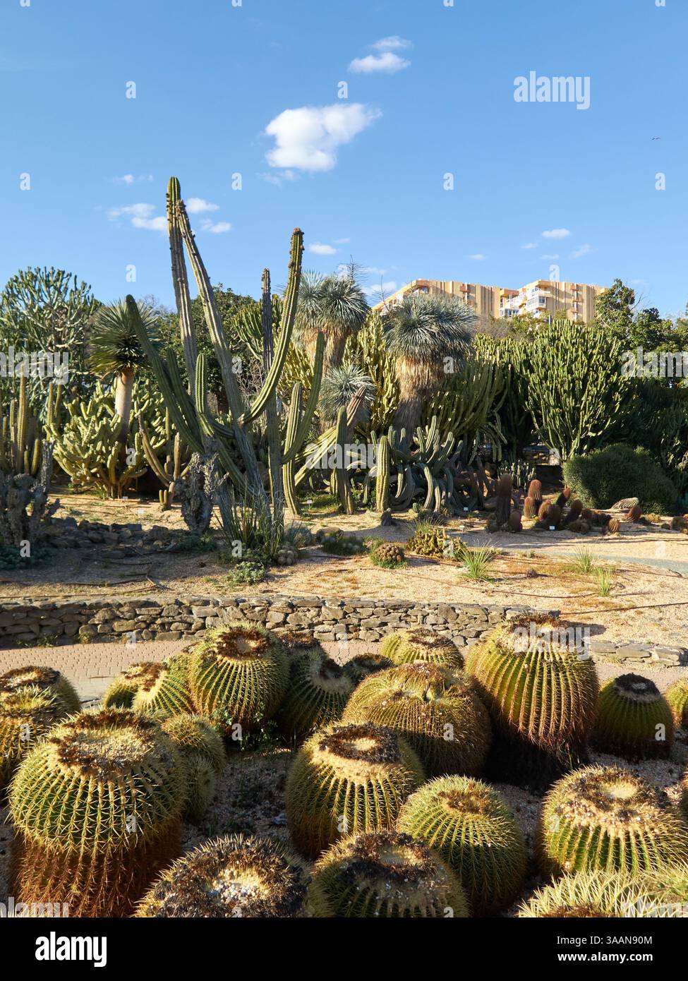 Kaktusgarten im parque de La Paloma in Benalmádena Costa, Südspanien. Stockfoto