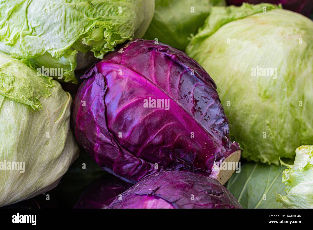 Rotkohl (Purpurkohl) auf grünem Eisbergsalat Stockfoto