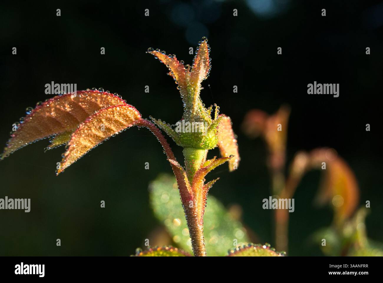 Eine Rosenknospe umgeben von frischen, jungen Blättern. Die Blätter haben gezackte Kanten und sind mit kleinen Tautropfen bedeckt, die im Morgenlicht glitzern. Stockfoto
