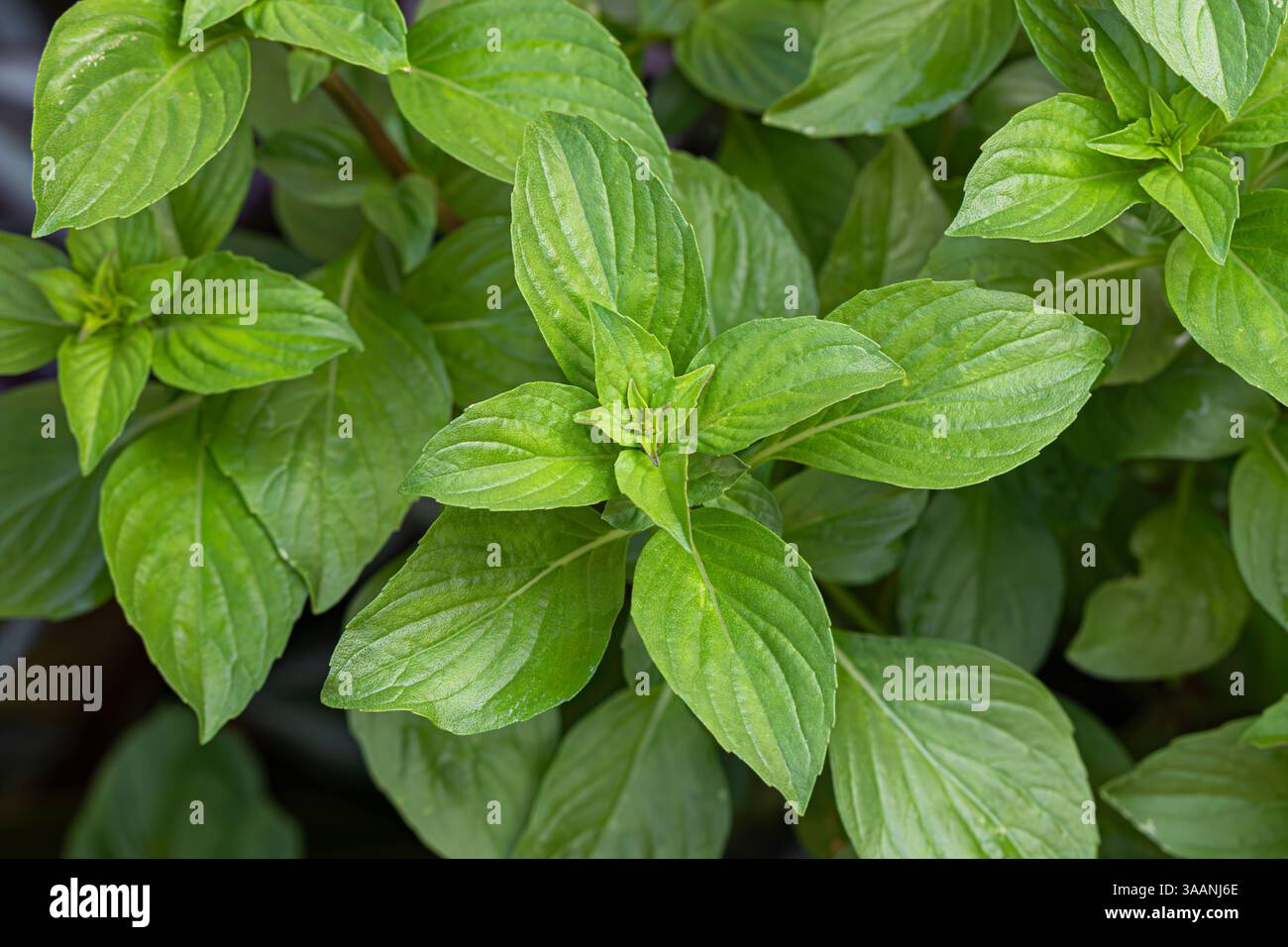 Thailändisches Basilikum, Anis-Basilikum oder Lakritzbasilikum (Ocimum basilicum) lila Stiel, hinterlässt Hintergrund Stockfoto