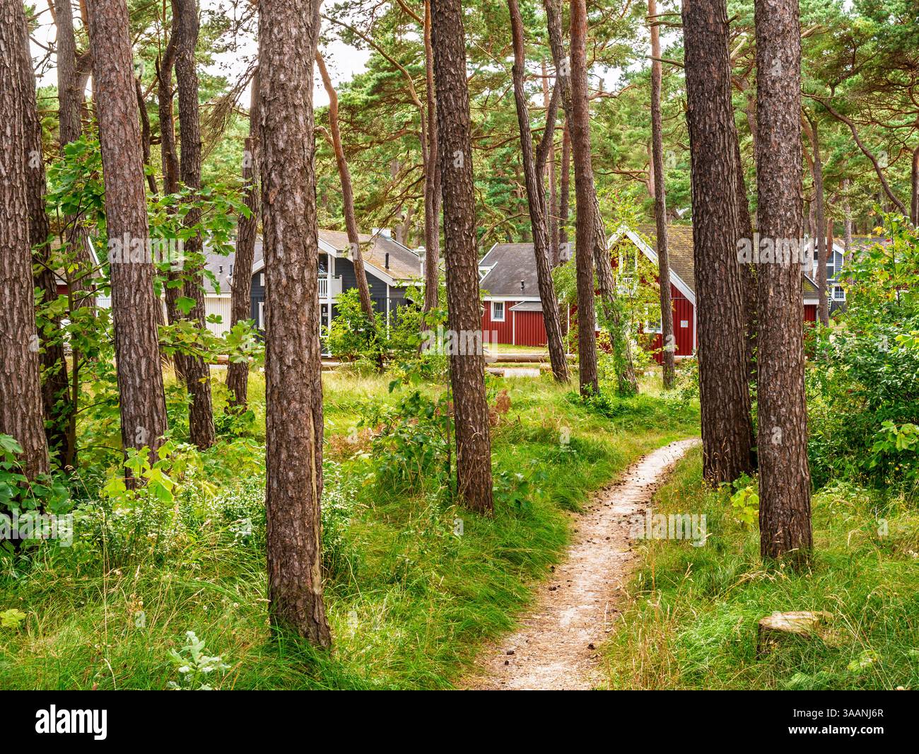 Wanderweg durch Wald führt zu Ferienhäusern im Ostseebad Baabe, Mönchgut, Rügen, Mecklenburg-Vorpommern, Deutschland Stockfoto