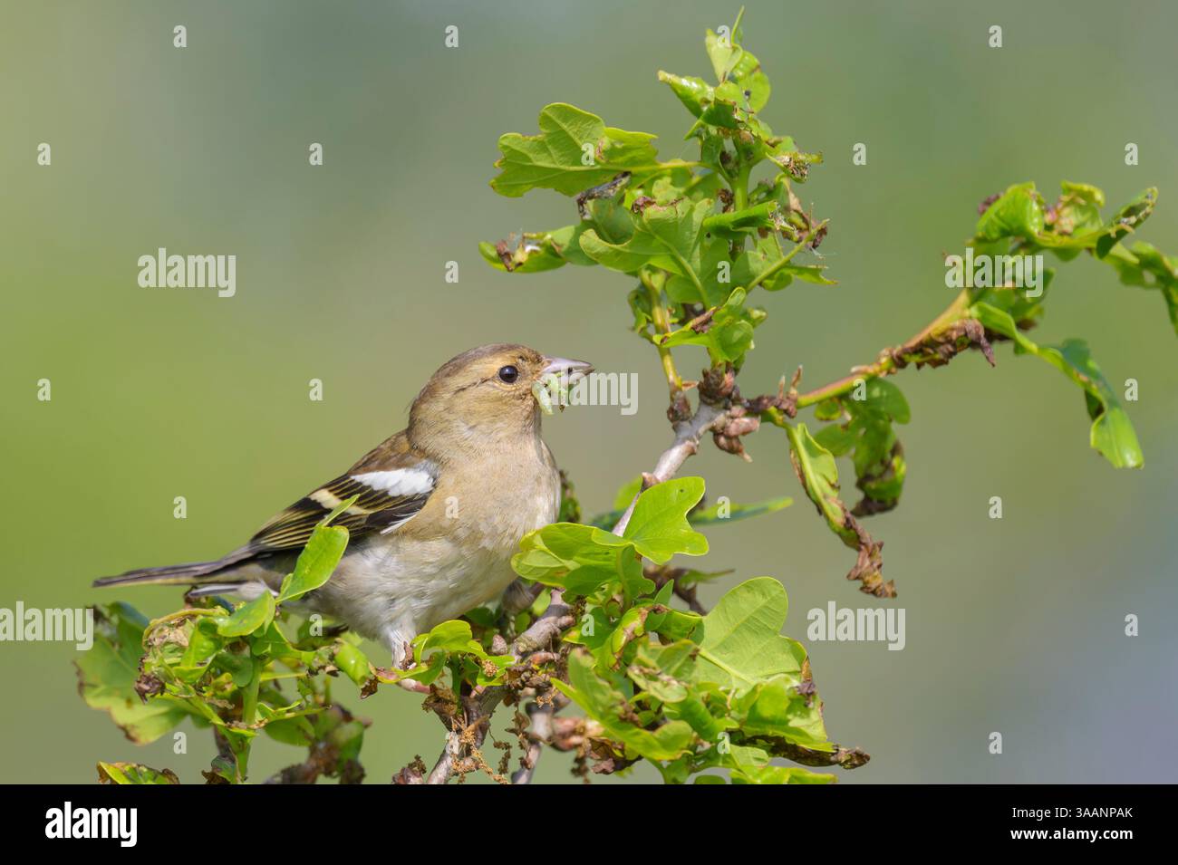 Gemeine Chaffinch (Fringilla coelebs) Weibchen mit Gefangenen Raupen im Baum, Nordholland, Niederlande. Stockfoto