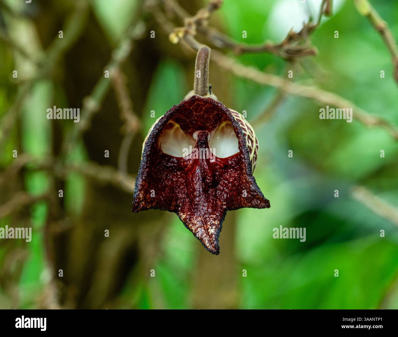 Aristolochia Arborea (Aristolochia salvadorensis) auch Darth Vader Pflanze. Botanischer Garten Heidelberg, Baden Württemberg, Deutschland. Stockfoto