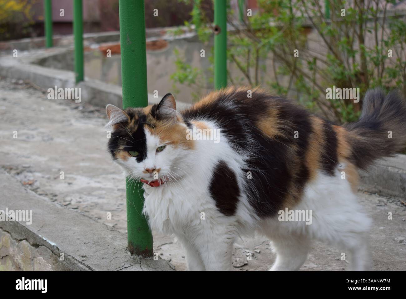 Eine flauschige, bunte Katze mit Flecken aus weißem, schwarzem und orangenem Fell. Die Katze sitzt auf einer Betonoberfläche und trägt ein rotes Halsband. Im Backgr Stockfoto