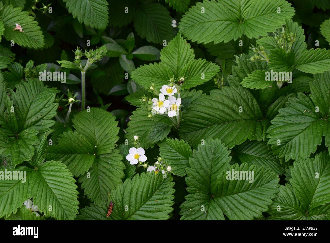 Grüne Blätter von wilden Erdbeeren (Fragaria) mit einigen kleinen weißen Blüten, die sich zwischen dem dichten Laub abheben. Die Blätter haben gezackte Kanten und Co Stockfoto