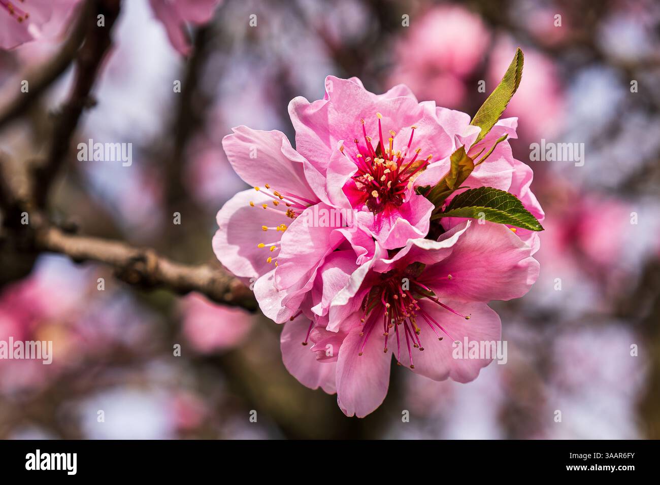 Schöne Blüten an den Mandelbäumen (Prunus Dulcis) im Frühling in Rheinland-Pfalz, Deutschland Stockfoto