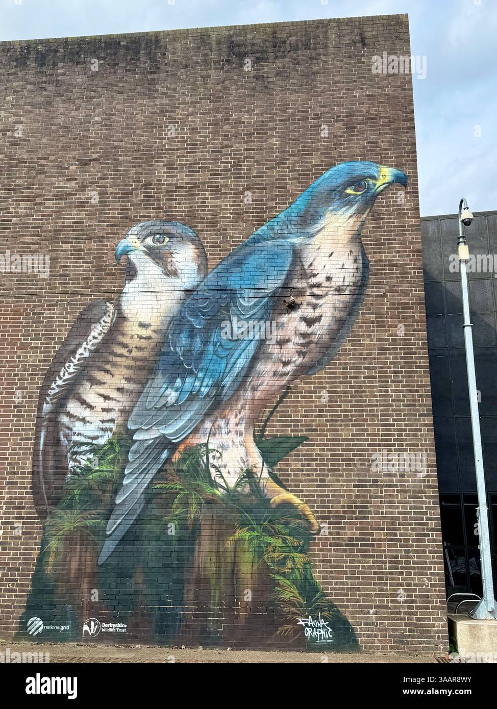 Peregrine Falken Wandgemälde neben dem Museum of Making in Derby Silk Mill. Von der urbanen Künstlerin Sarah Yates Stockfoto