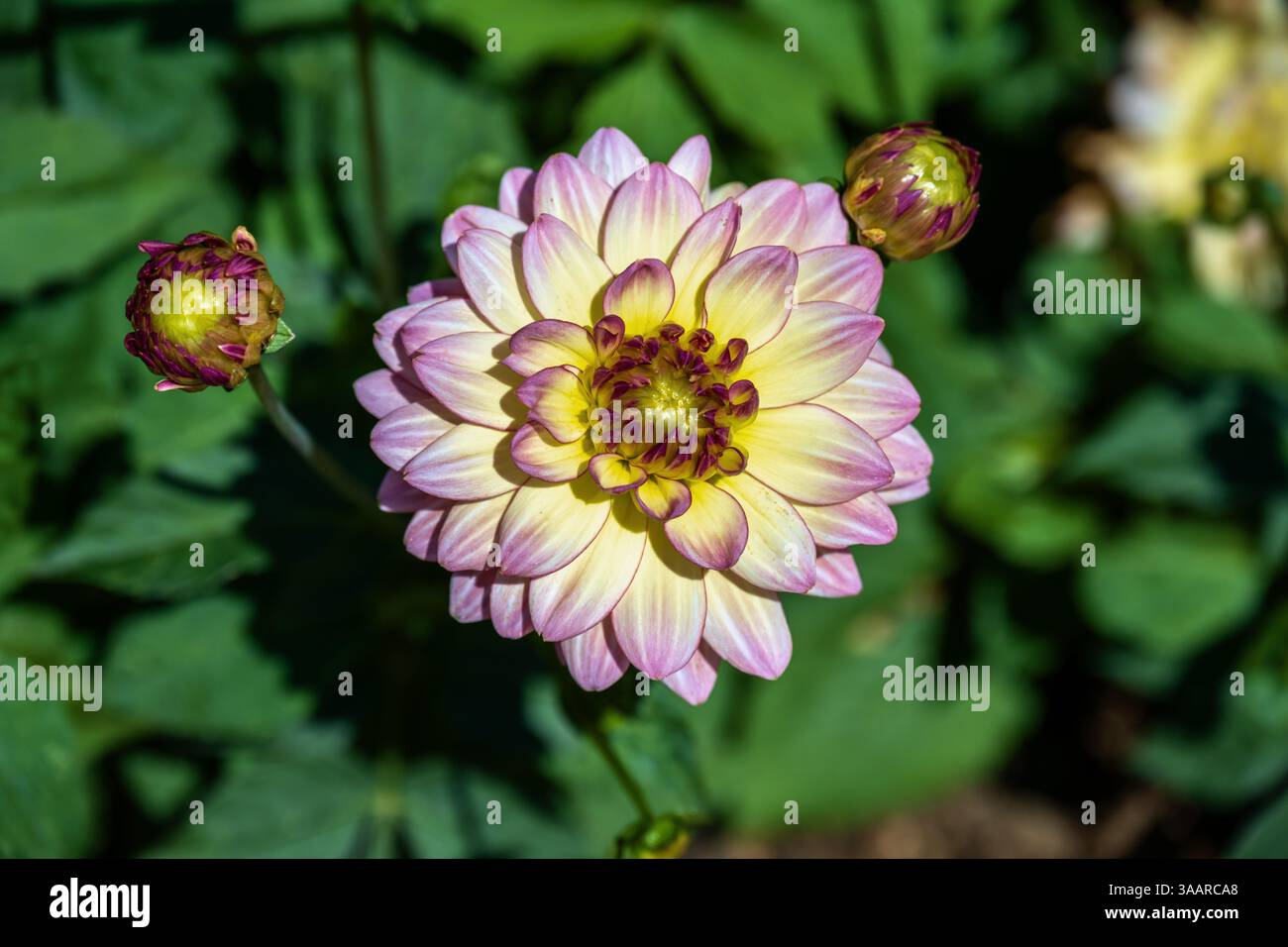 Dahlia 'China Doll' Blume mit 2 Knospen Stockfoto