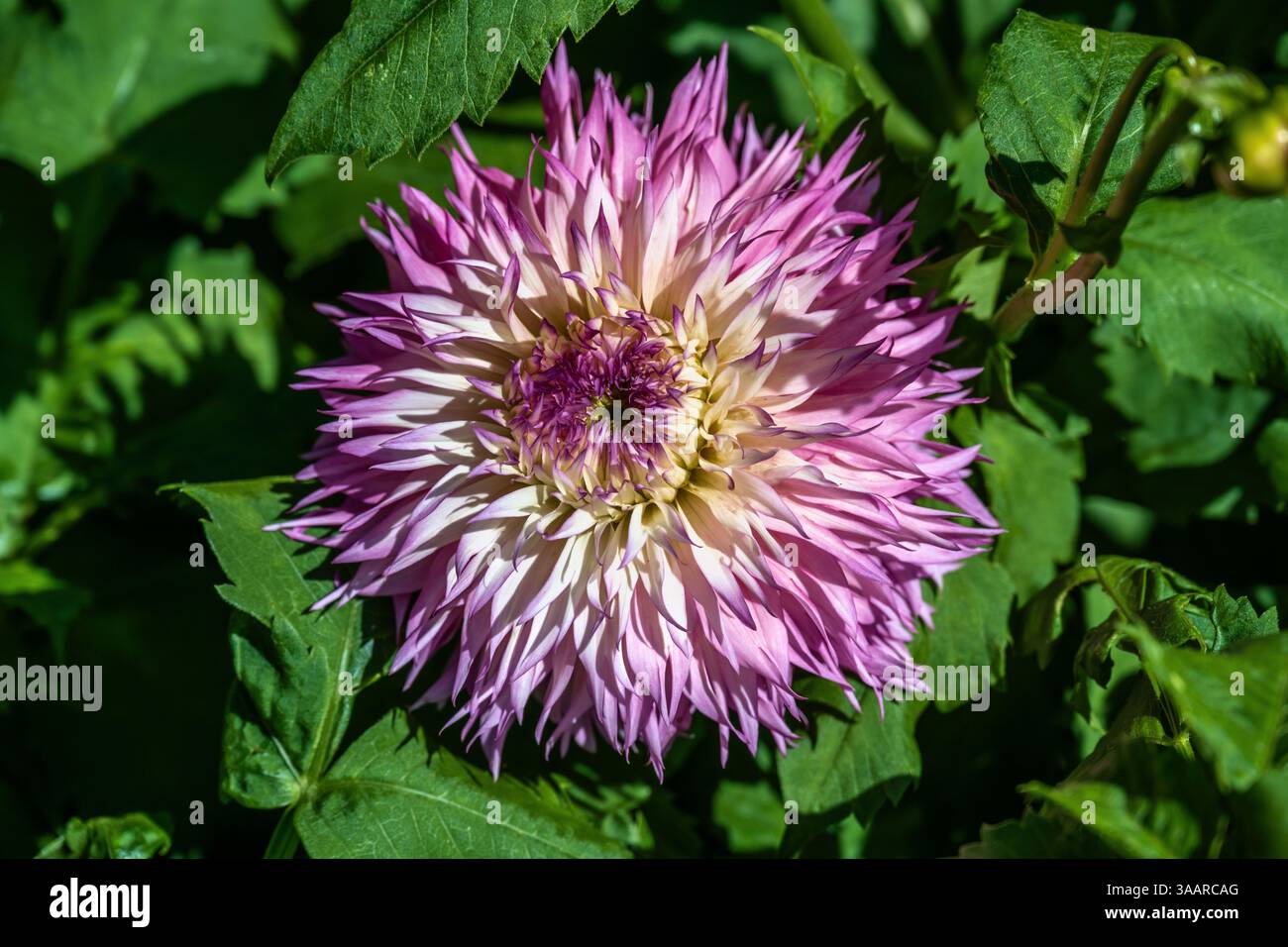 Dahlia Pinelands Prinzessin Blume Stockfoto
