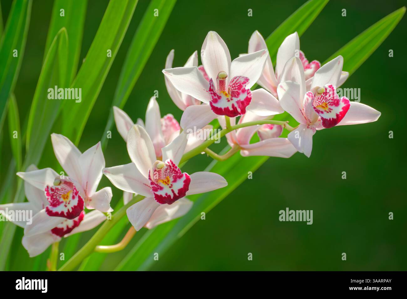 Cymbidium Orchid, auch bekannt als Boat Orchid. Stockfoto