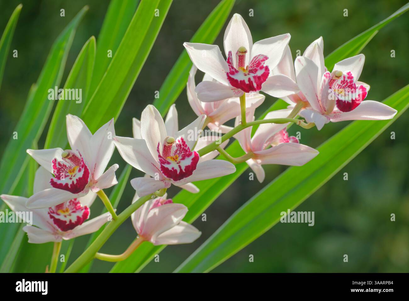 Cymbidium Orchid, auch bekannt als Boat Orchid. Stockfoto