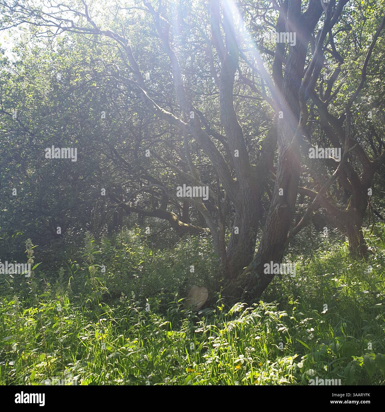 Im HIC Bibi Nature Reserve, Coppull, Lancashire, Großbritannien, leuchtet Licht durch Bäume Stockfoto