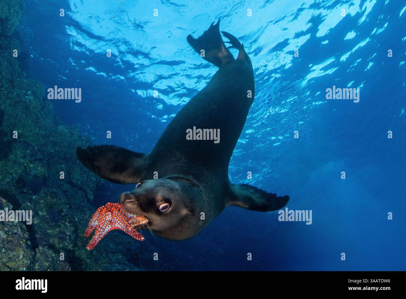 Ein Seelöwe, Zalophus californianus, hält einen Seestern im Mund. Stockfoto