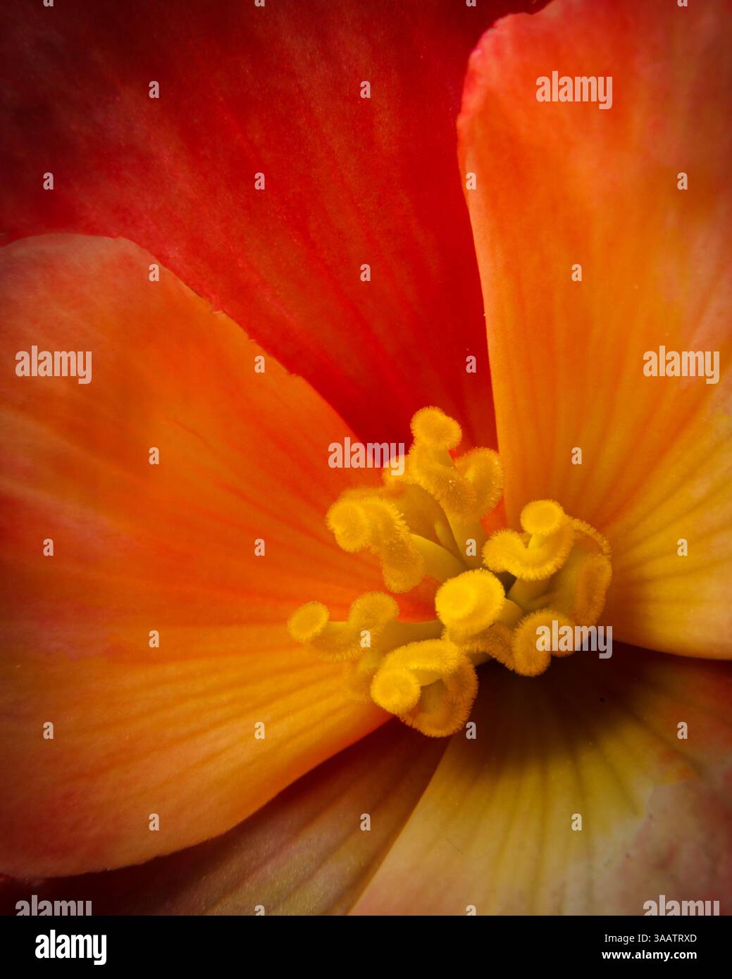 Nahaufnahme der leuchtenden Orange- und Roten Blütenblätter in voller Blüte Stockfoto