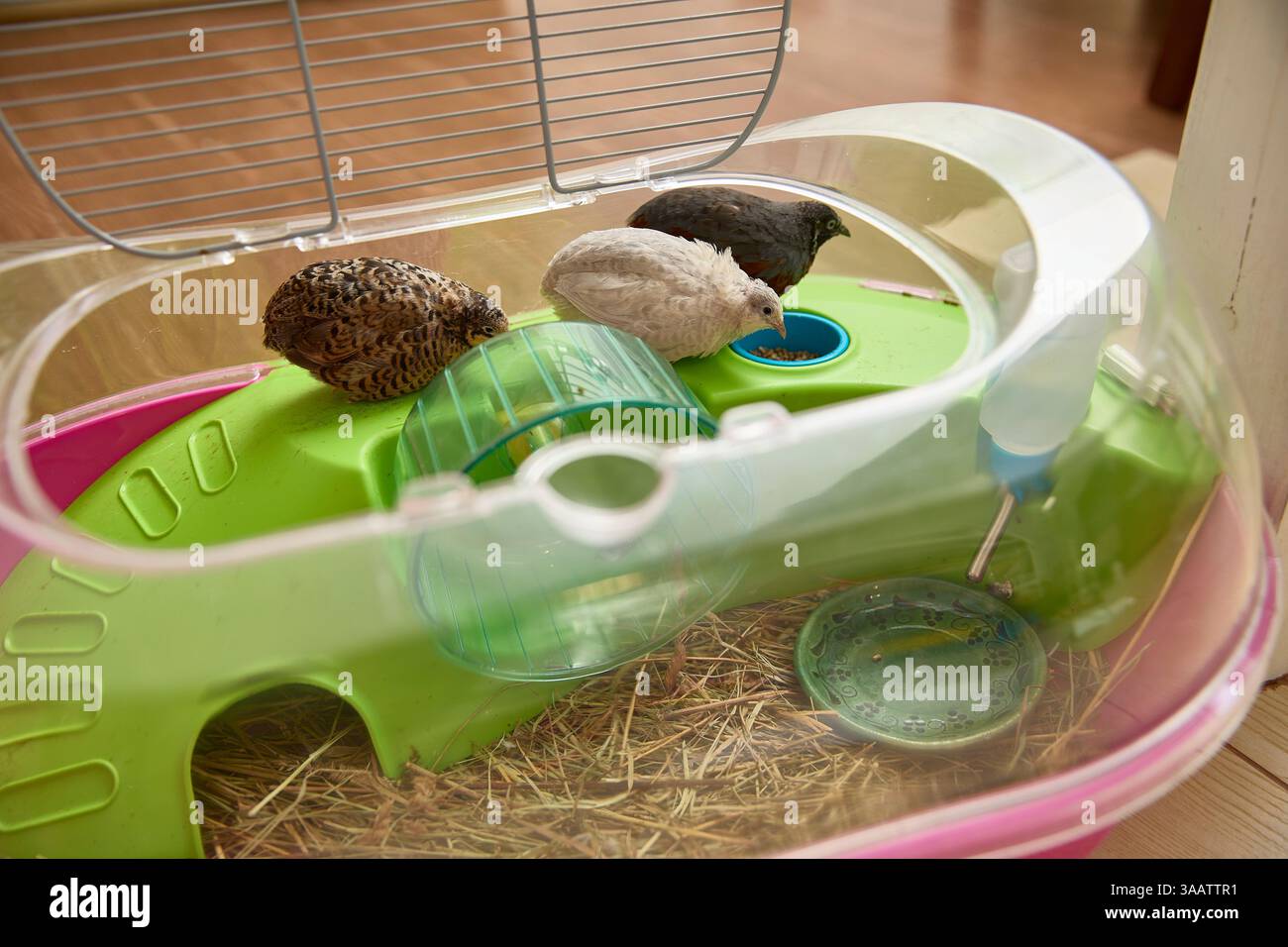 Zwei Wachteln sind in einem bunten Plastikkäfig zu sehen, um ihre Umgebung zu erkunden. Eine Wachtel isst aktiv aus einer Speise, während die andere pe ist Stockfoto