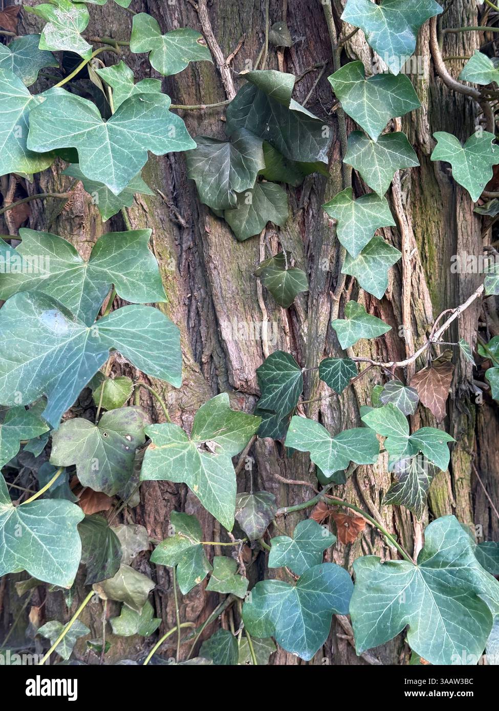 Herzfrmiger efeu -Fotos und -Bildmaterial in hoher Auflsung  Alamy