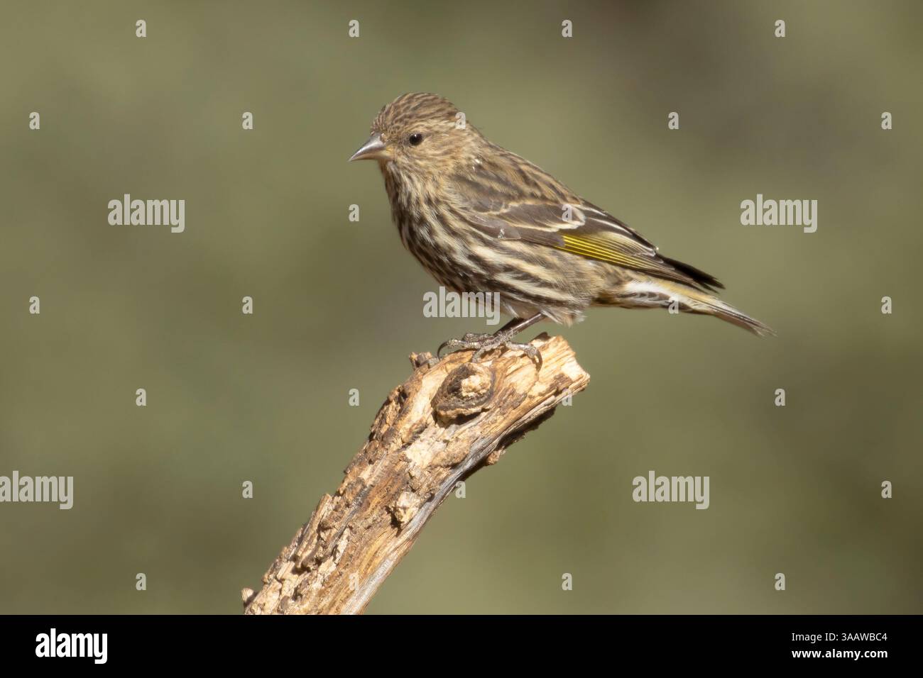 Pine Siskin (Spinus pinus), Ash Canyon Bird Sanctuary, Arizona Stockfoto