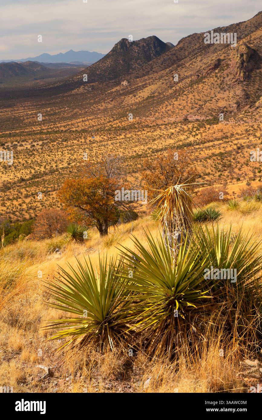 Huachuca Mountains mit Mountain Yucca (Yucca madrensis) vom Coronado Peak Trail, Coronado National Memorial, Arizona Stockfoto