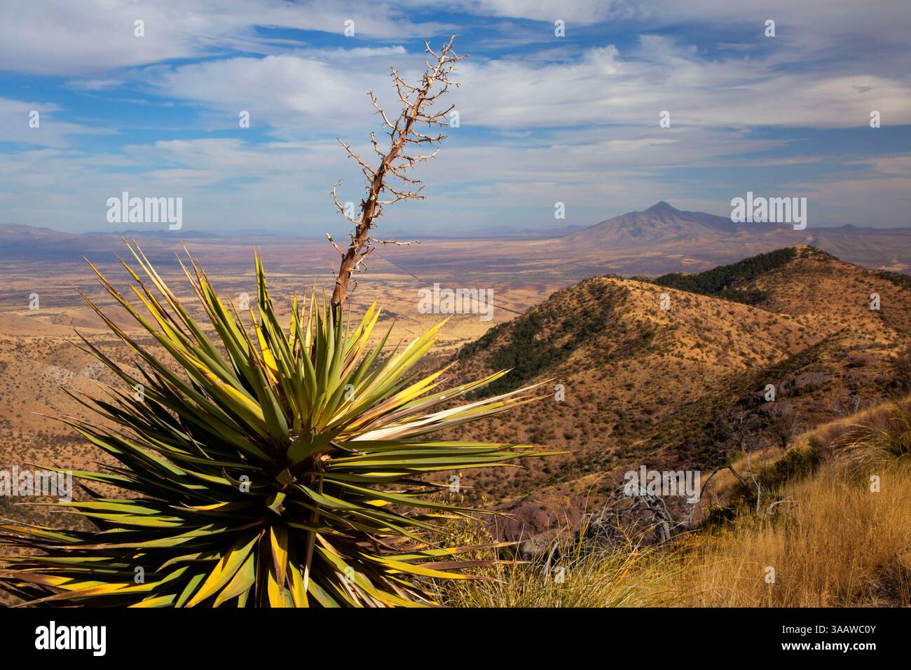 Huachuca Mountains mit Mountain Yucca (Yucca madrensis) vom Coronado Peak Trail, Coronado National Memorial, Arizona Stockfoto