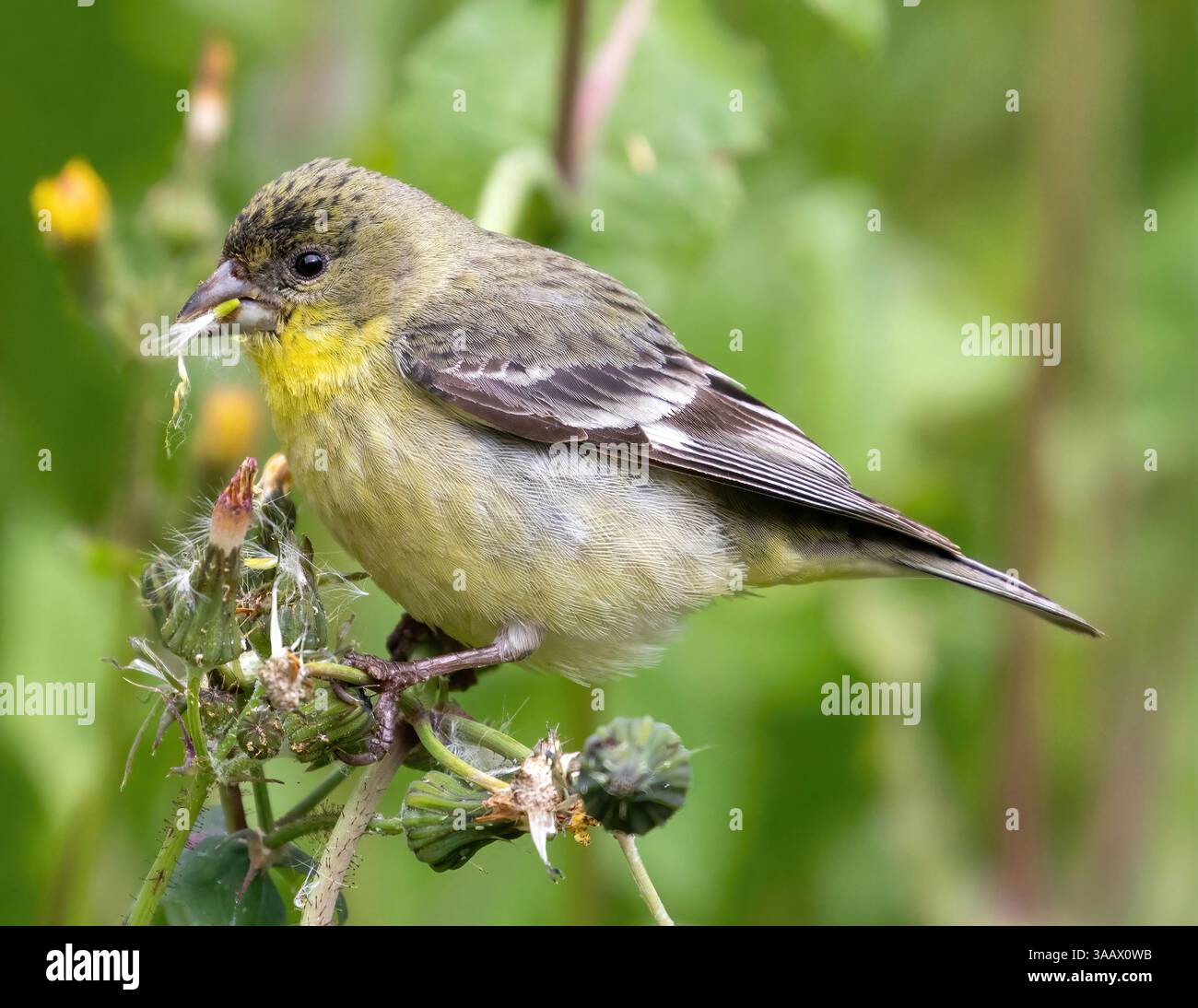 Kleine Goldfinch Erwachsene Weibliche Fütterung. Mountain View, Santa Clara County, Kalifornien, USA. Stockfoto