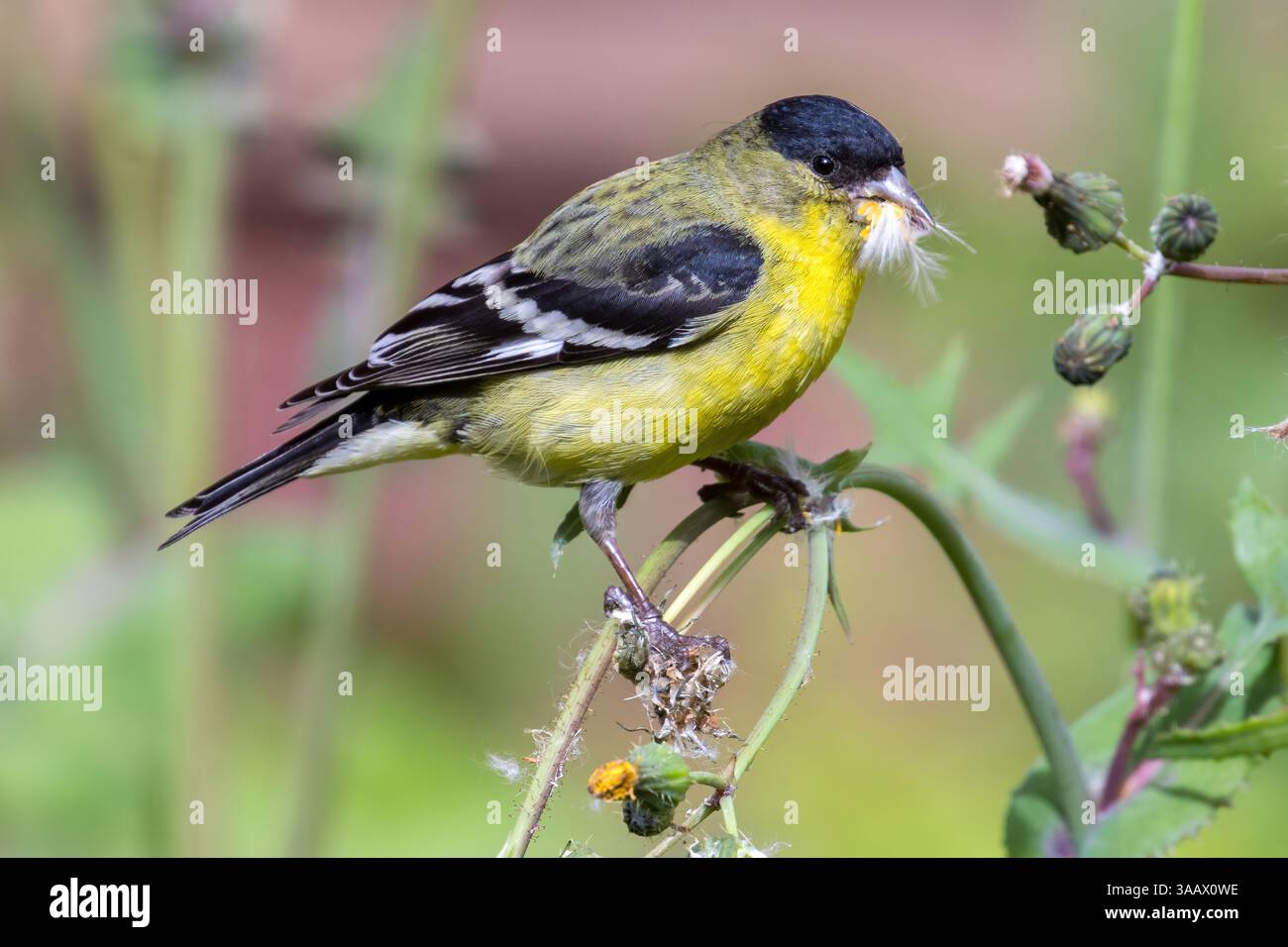 Kleine Goldfinch Erwachsene Männliche Fütterung. Mountain View, Santa Clara County, Kalifornien, USA. Stockfoto