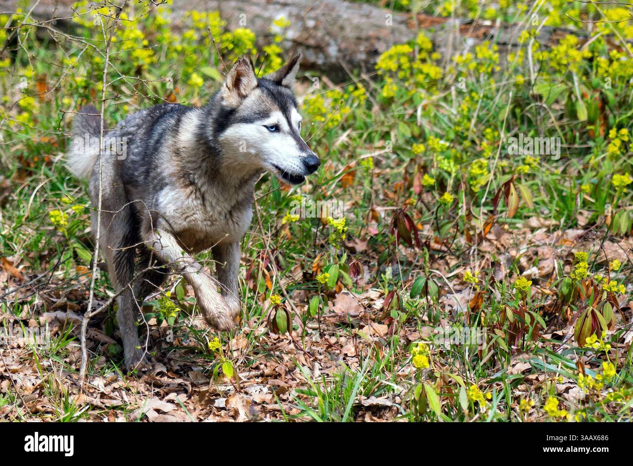 Husky Dog läuft im grünen Frühlingswald Stockfoto