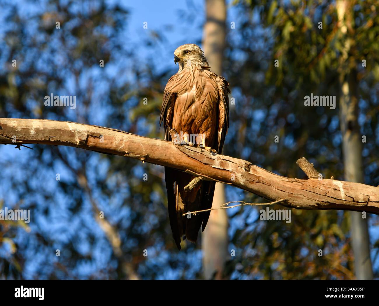 Nahaufnahme des schwarzen Drachens (milvus migrans) Stockfoto