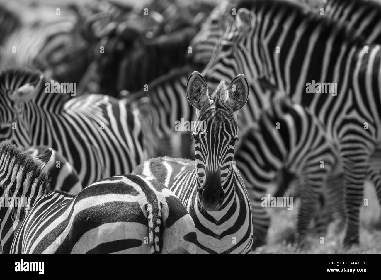 Herde von Plains Zebras (Equus quagga) in Grassavanne. Serengeti, Tansania Stockfoto