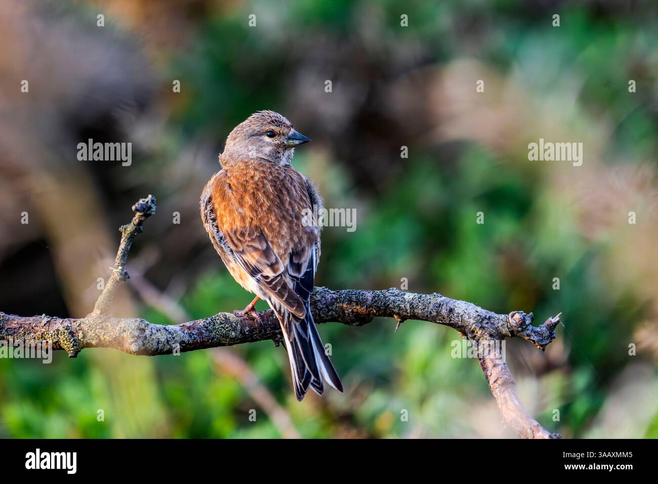 Frankreich, Finistere, Naturpark Armorique, Halbinsel Dinan, Common Linnet Stockfoto
