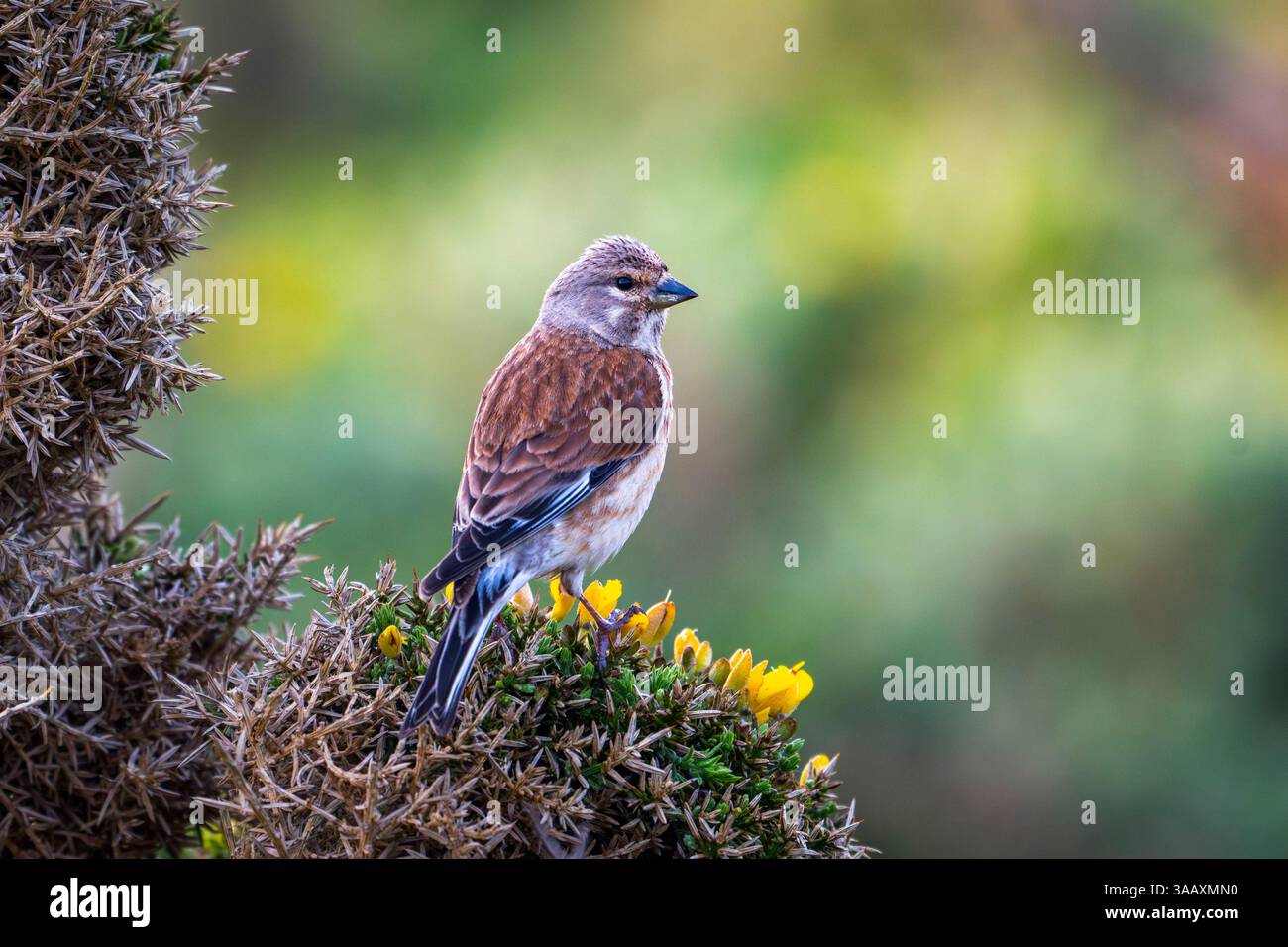 Frankreich, Finistere, Naturpark Armorique, Halbinsel Dinan, Common Linnet Stockfoto