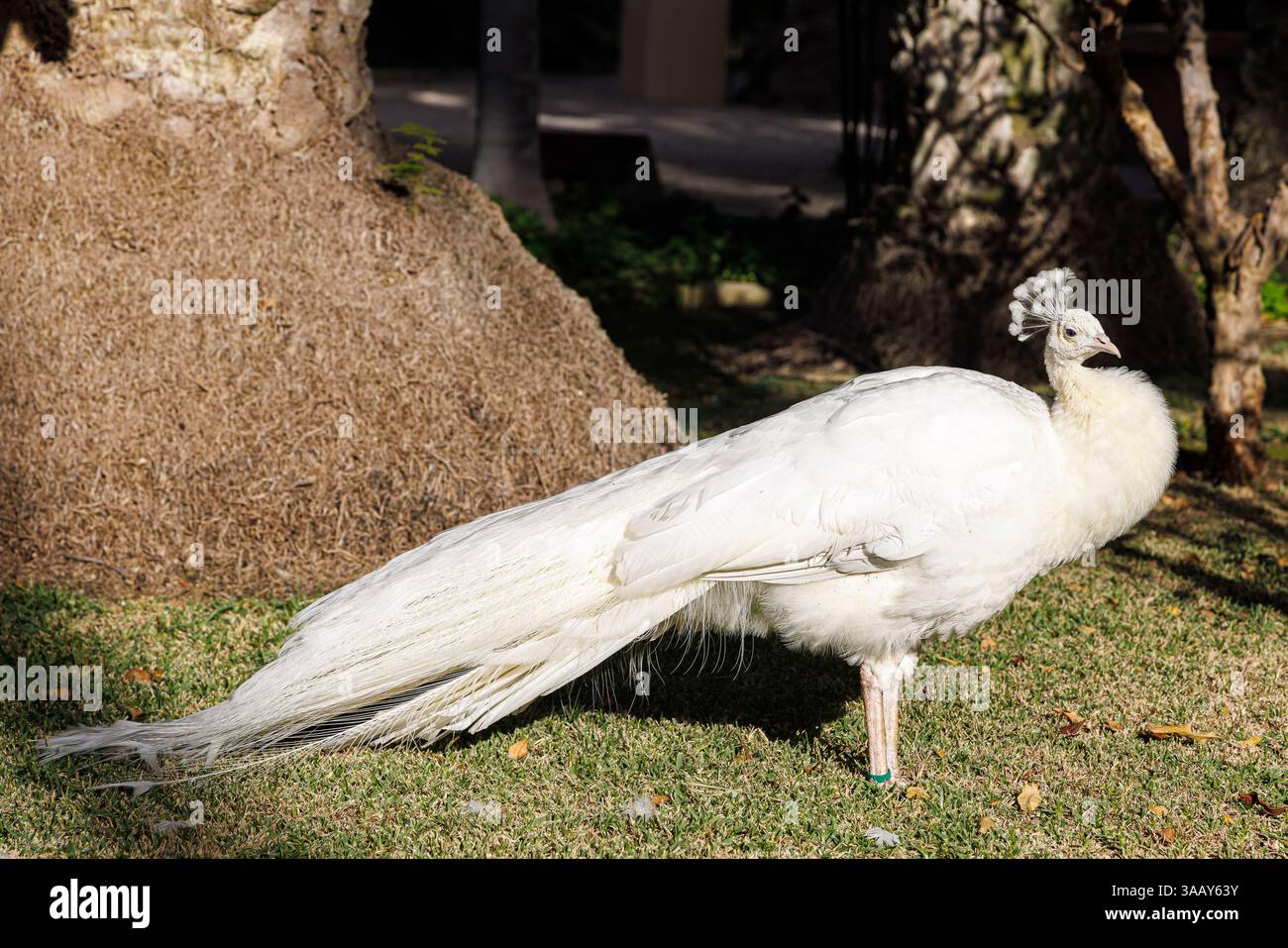 Spanien, Region Valencia, Elche, Palmeral von Elche, von der UNESCO zum Weltkulturerbe erklärt, Huerto del Cura, männlicher weißer Pfau (Pavo cristatus alba) Stockfoto