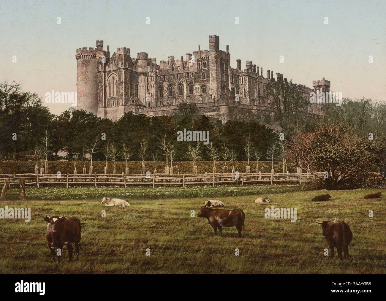 Vintage-Fotochromdruck von Arundel Castle mit Rindern auf der Weide, Arundel, England. Stockfoto