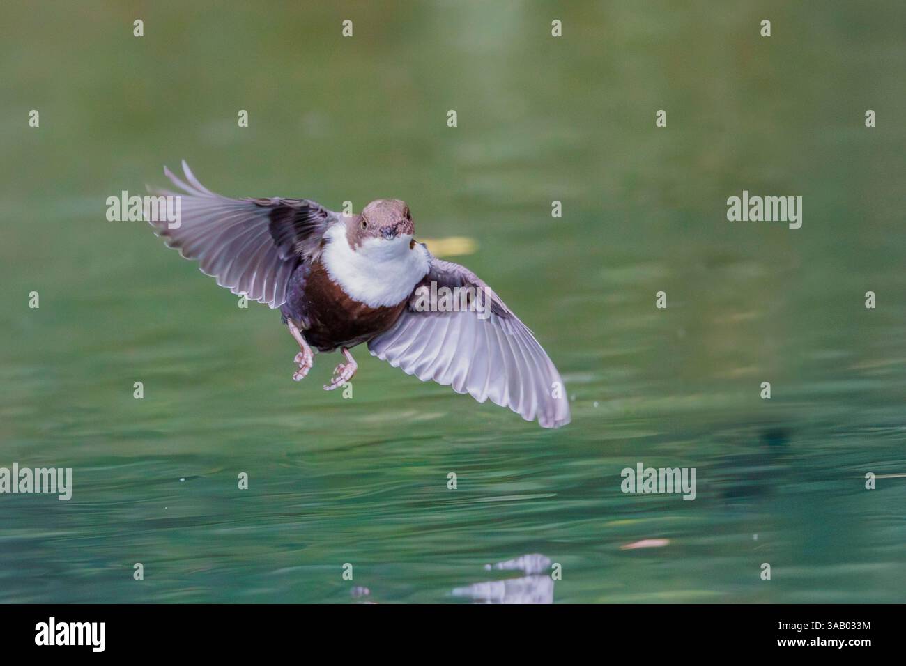 Dipper ( Cinclus cinclus), in der Nähe eines Baches, Flying, Riano, Provinz Leon, Gemeinschaft Kastilien und Leon, Spanien Stockfoto