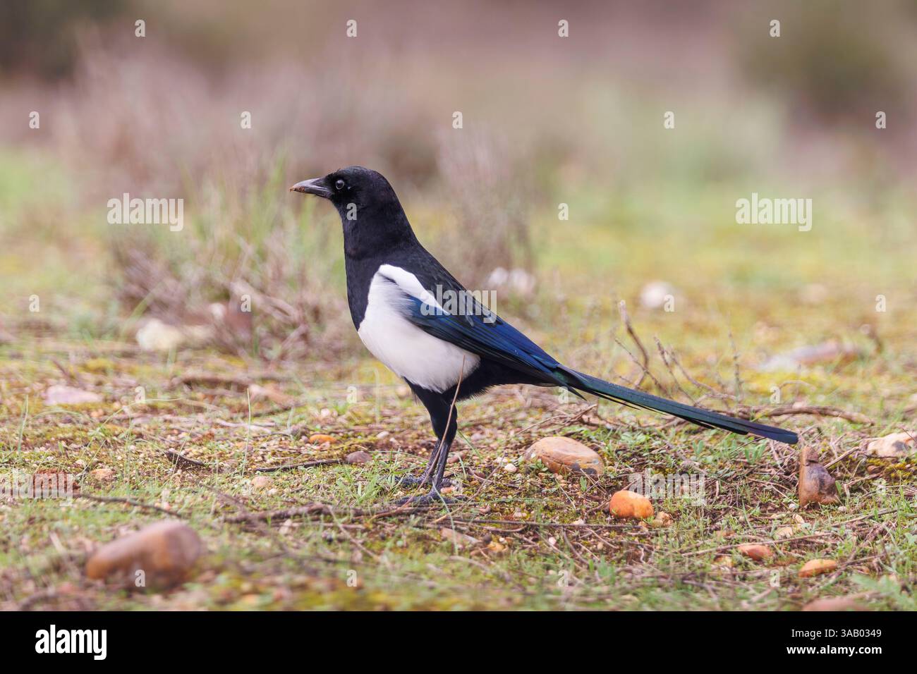 Spanien, Talavera, Provinz Toledo, Europäische Elster (Pica pica), auf dem Boden, in der Nähe eines Wasserlochs Stockfoto