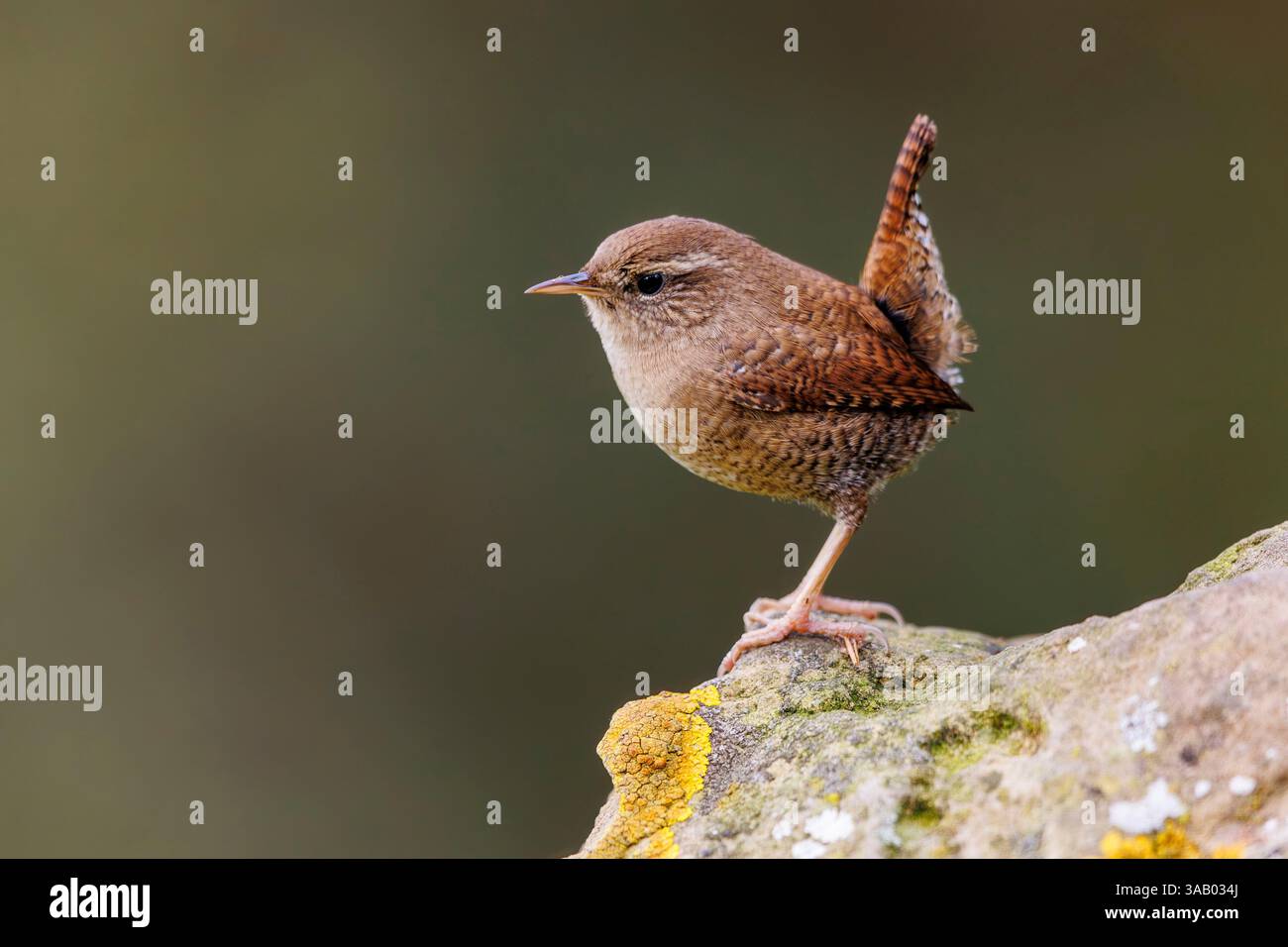 Riano, Provinz Leon, Gemeinschaft Kastilien und Leon, Spanien, Eurasischer Zorn (Troglodytes troglodytes), in einem Unterholz, Stockfoto
