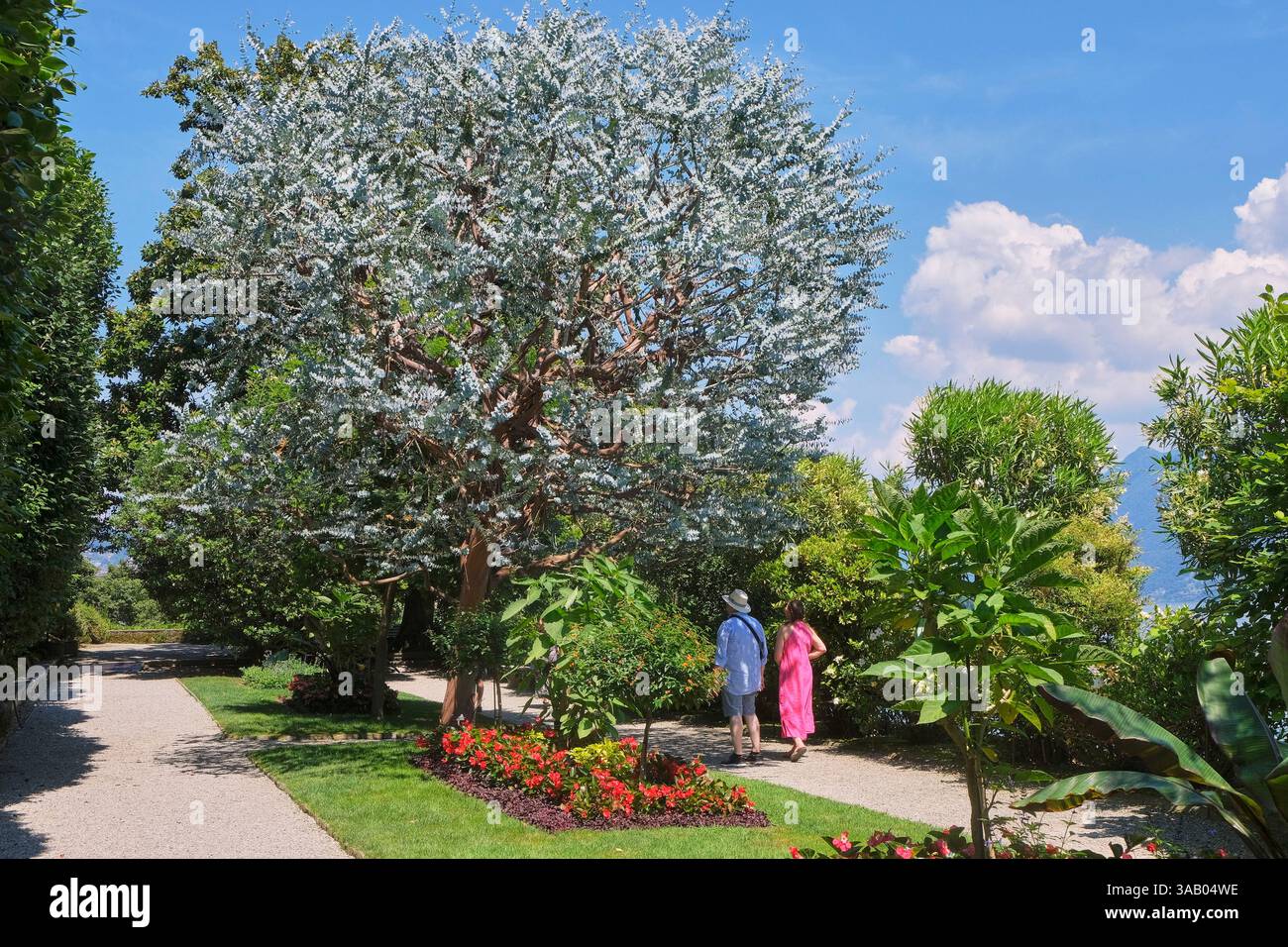 Italien, Lombardei, Lago Maggiore, Borromäische Inseln, Isola Madre, seit 2002 ist die Insel Teil des prestigeträchtigen englischen Kreislaufs der Royal Horticultural Society Stockfoto