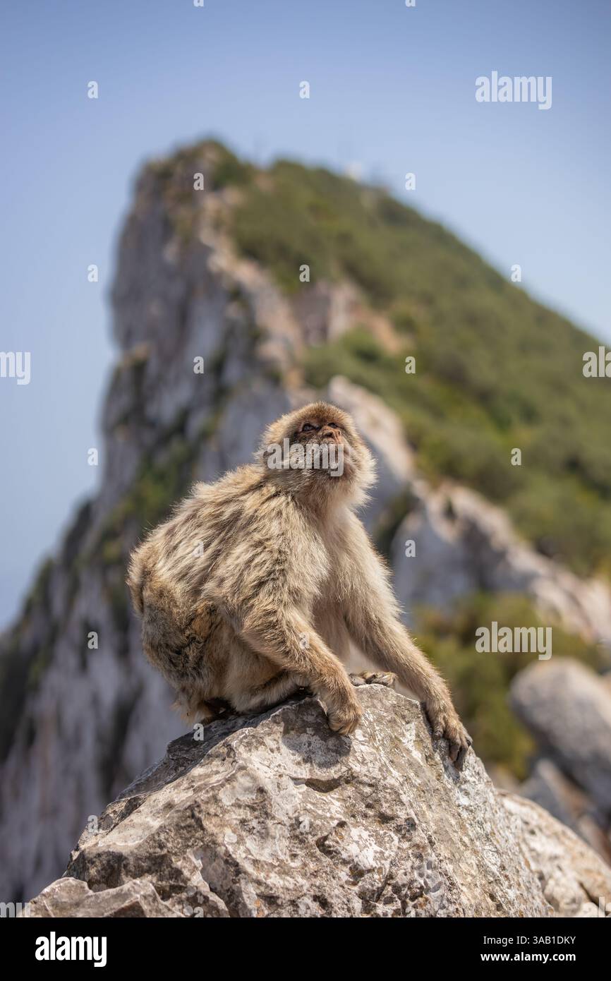 Vertikaler Berberaffen auf einem Felsen in Gibraltar. Wunderschönes Pelztier im Naturschutzgebiet. Entzückender Affe auf Stein tagsüber. Stockfoto