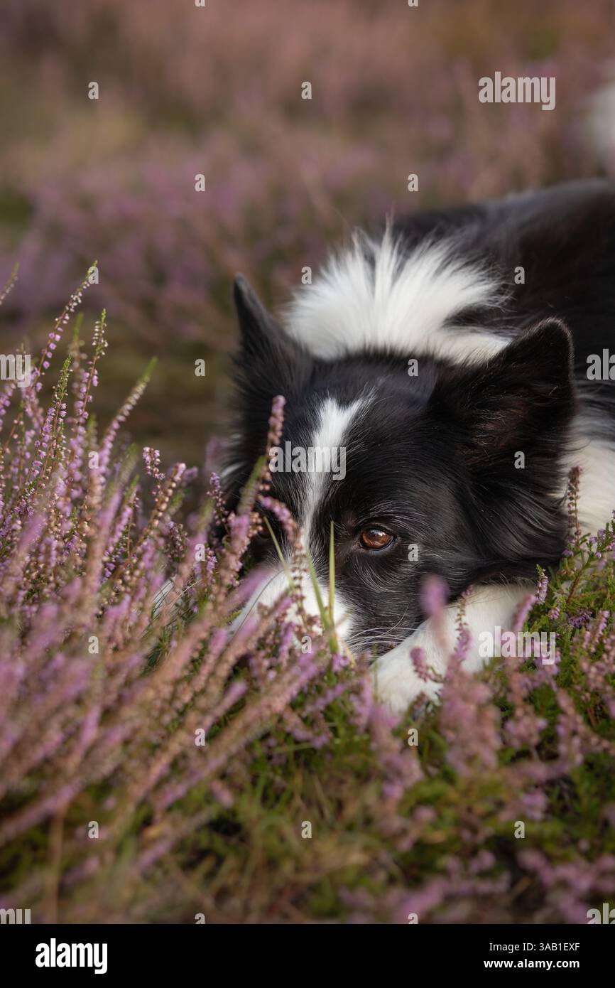 Collie liegt in Heather Flowers. Entzückender, pelziger Schwarzer und weißer Hund in Meadow. Stockfoto