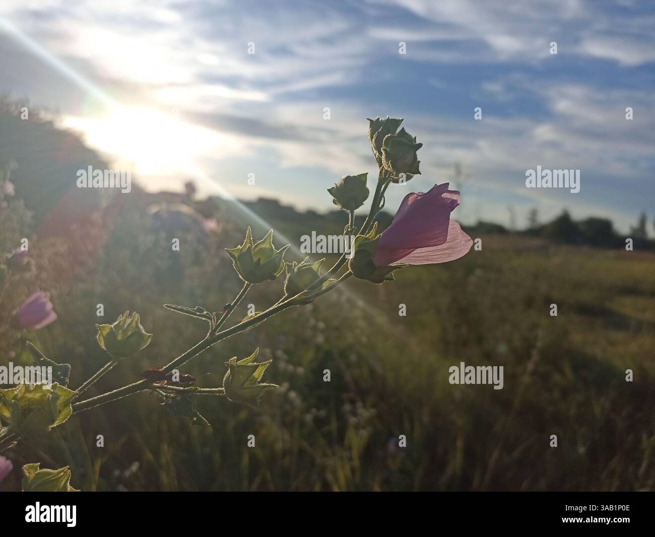 Malva thuringiaca (syn. Lavatera thuringiaca), die Gartenmalve, ist eine Art blühender Pflanze aus der Malvenfamilie Malvaceae Stockfoto
