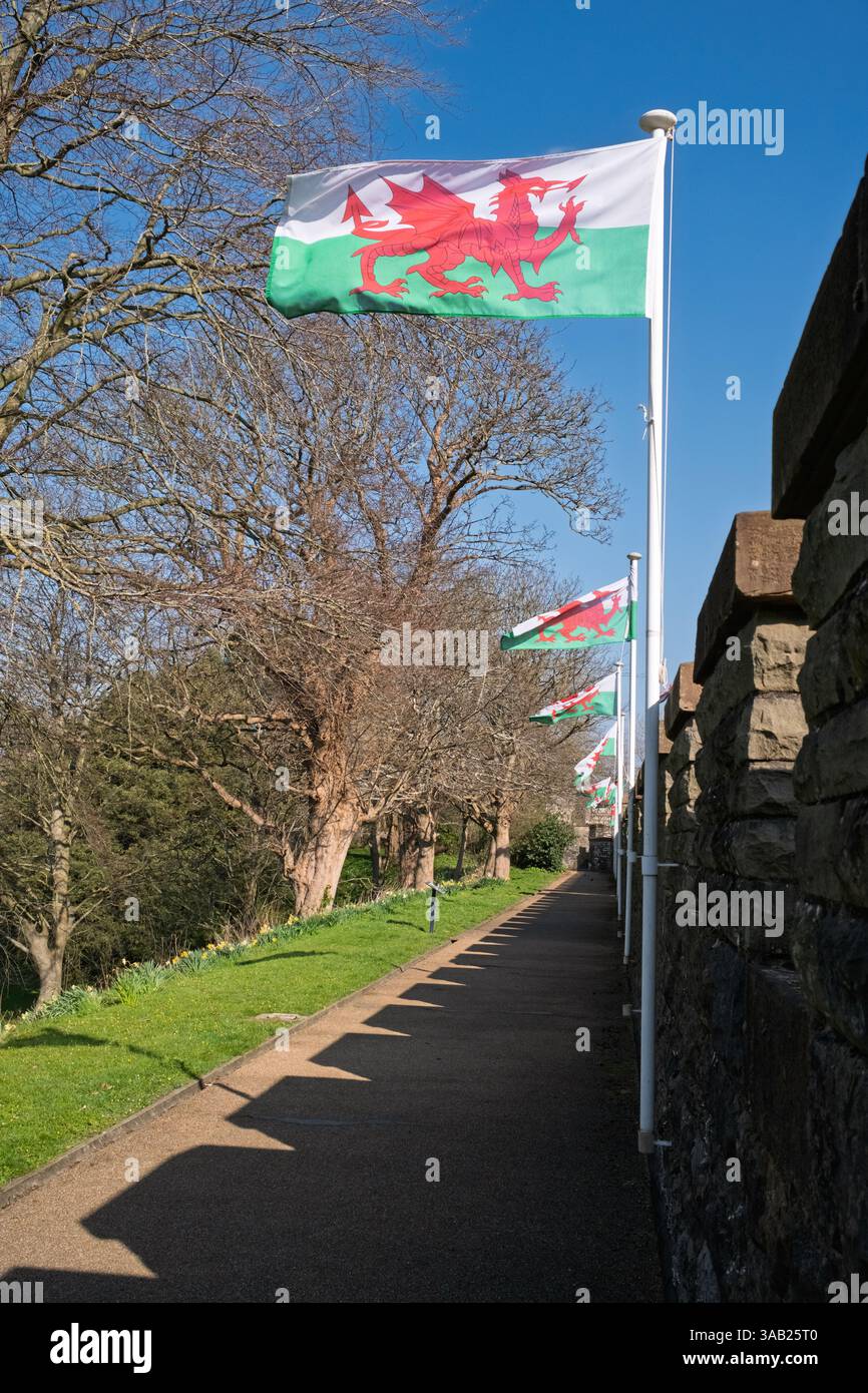 Walisische Flaggen auf dem Wehrweg, Cardiff Castle, Südwales Stockfoto